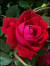 Double Knock Out Rose
